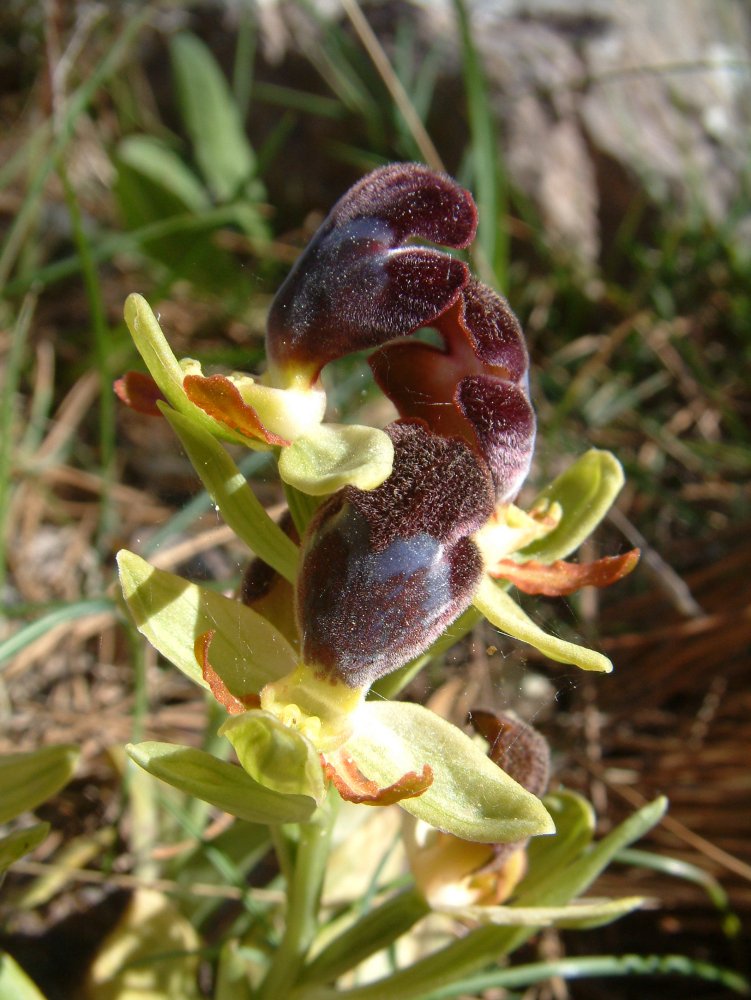 Orchidee di Marzo - Dalla Grecia con passione